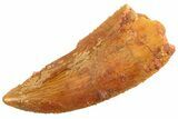 Serrated Raptor Tooth - Real Dinosaur Tooth #347069-1